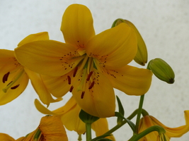 Foto: Dr. Peter Müller